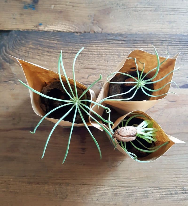 ForestNation Guardians Tree Kits Pack for Kids, We Plant 50 More Trees